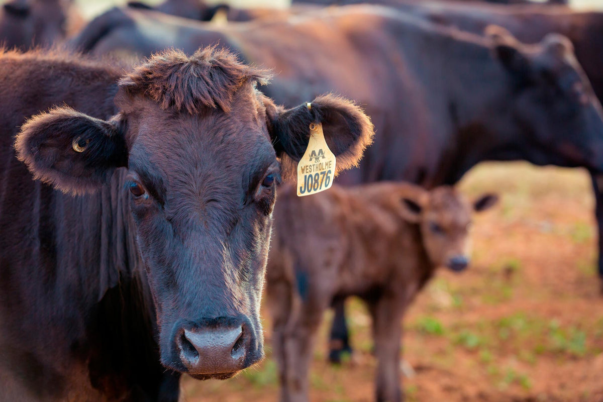 Voyage au cœur du Wagyu Australien Westholme : immersion dans une filière d’exception