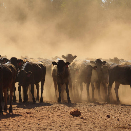Wagyu Westholme : Les clés pour choisir sa pièce de viande d’exception
