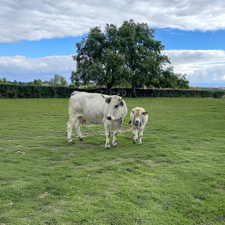 Élevage durable au cœur du Sud Ouest : le pari de Maison Lascours avec Jean-Claude Planes