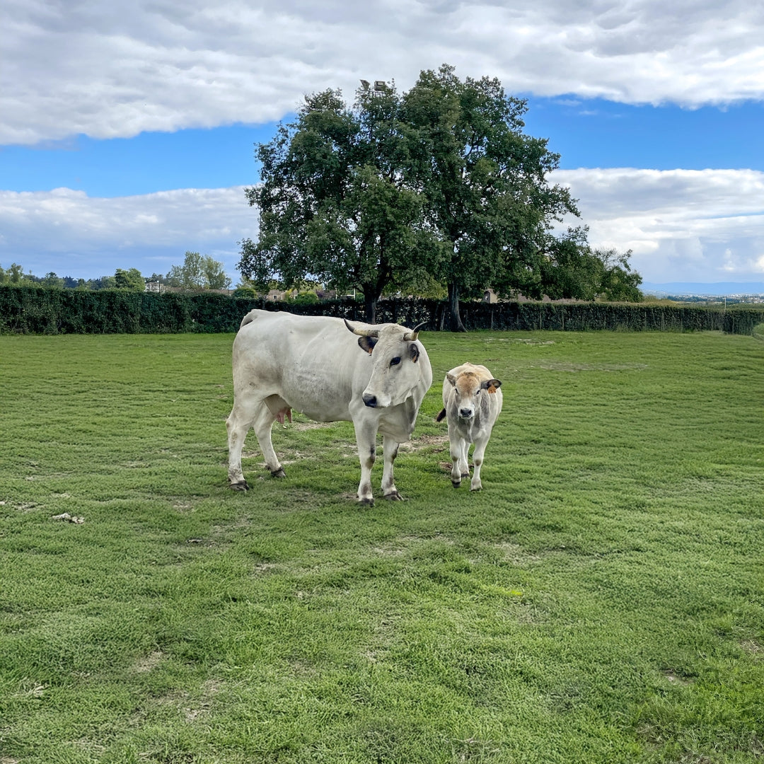 Élevage durable au cœur du Sud Ouest : le pari de Maison Lascours avec Jean-Claude Planes