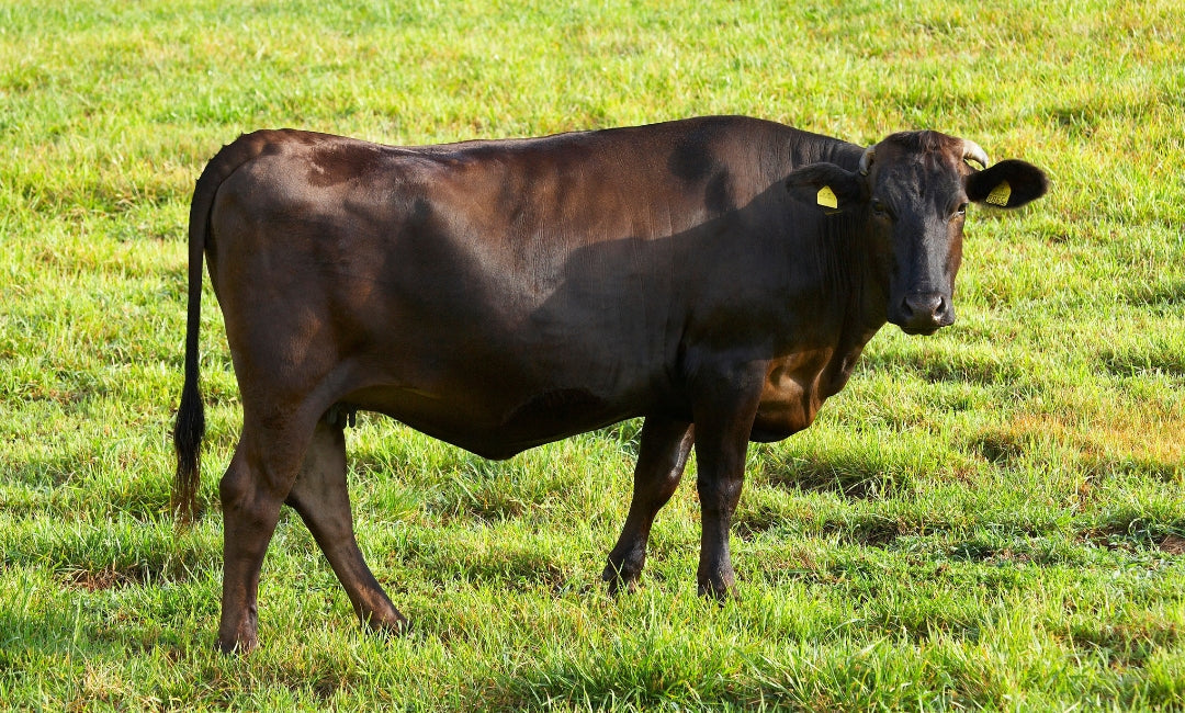 Bœuf de Kobé et Wagyu