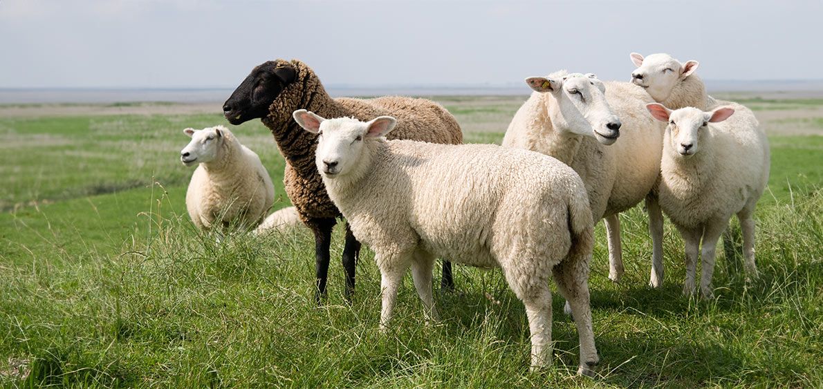 Plusieurs agneaux dans un pré vert