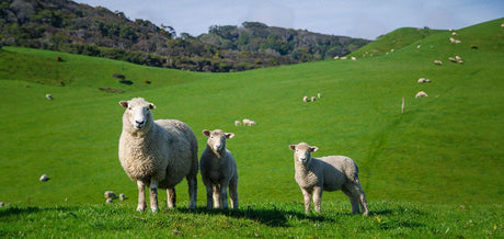 Un mouton et deux agneau dans un pré vert