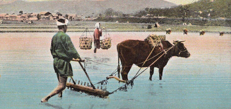 Un boeuf de Kobé labourant des rizières à l'époque Meiji.